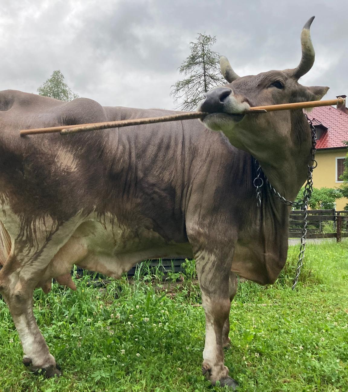 Nutzt Werkzeug, um sich zu kratzen: Kuh Veronika