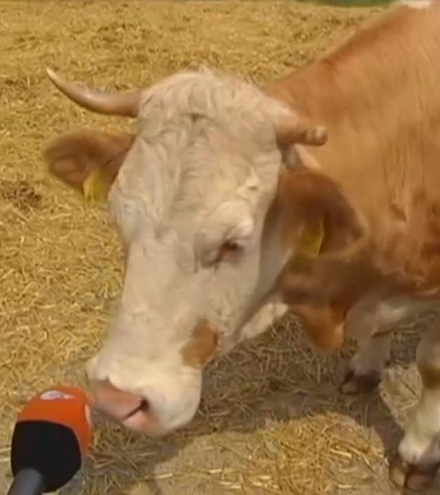 auf dem Bild zu sehen ist eine Kuh mit einem ZDF-Mikrofon