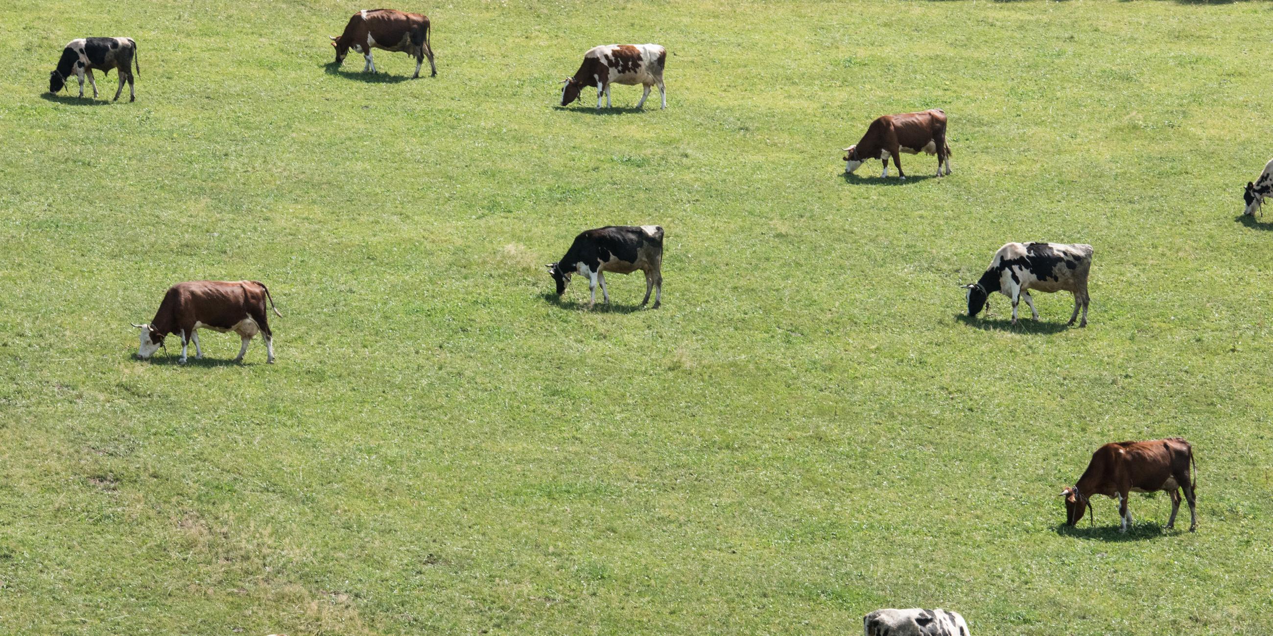 kuehe grasen auf weide