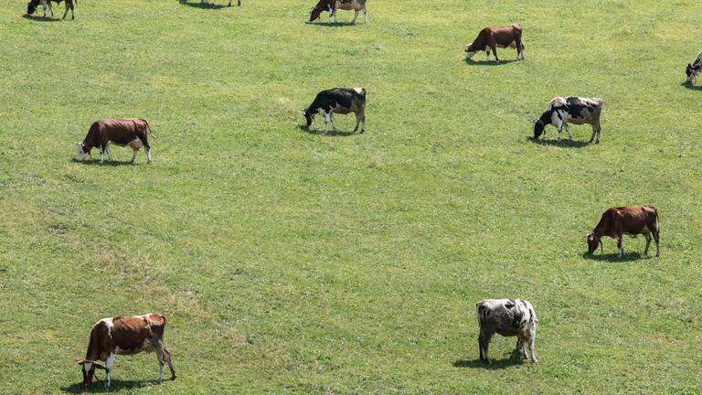 kuehe grasen auf weide