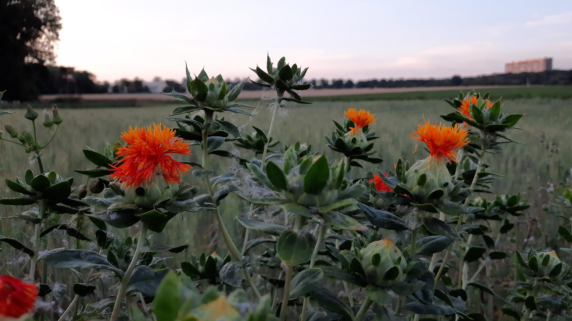 Ein Foto von den orangenen Blüten der Färberdistel, auch Saflor genannt, vor einem bebauten Acker.