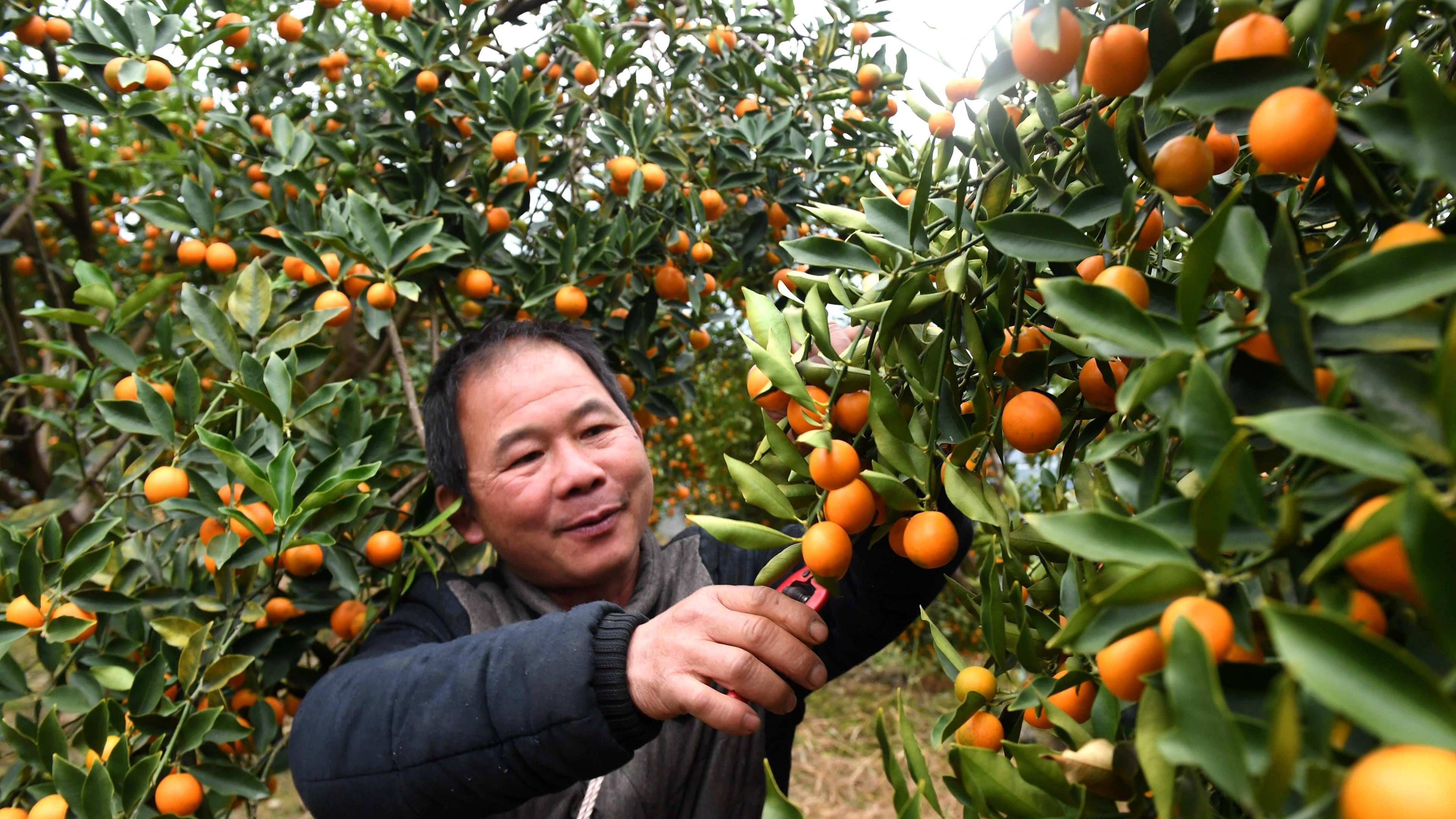 Kumquat