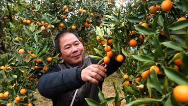 Kumquat