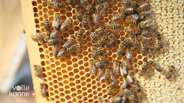 Kurse für Jungimker