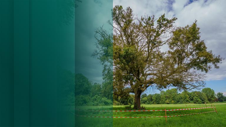 Kurzdoku Baumvergiftung