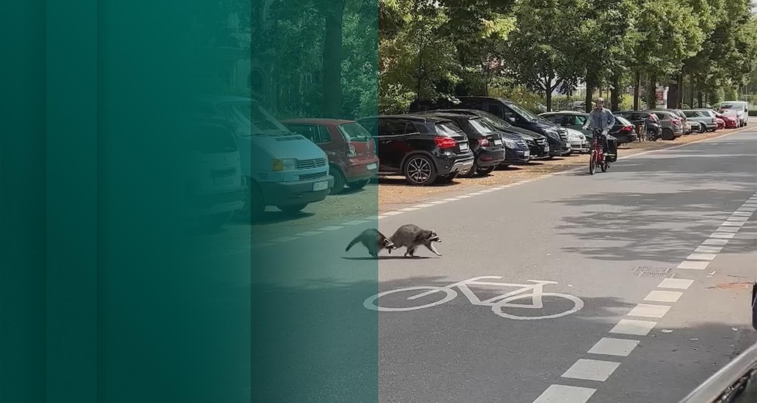 Waschbären richten Schäden in Kassel an