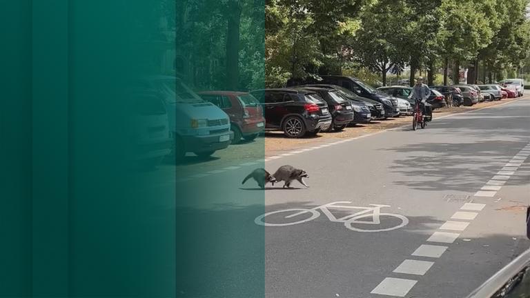 Waschbären richten Schäden in Kassel an