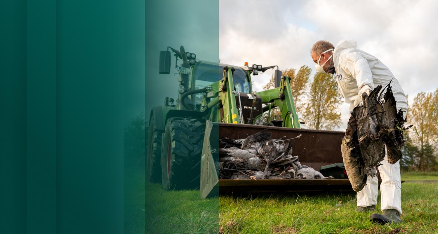 Kurzdoku Vogelgrippe