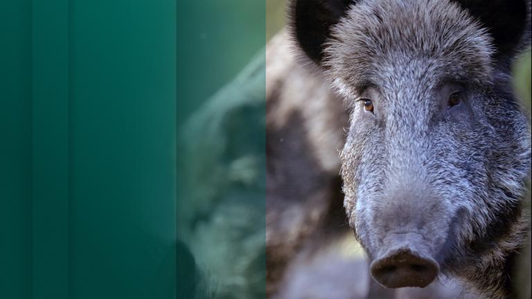 Kurzdoku Wildschweine