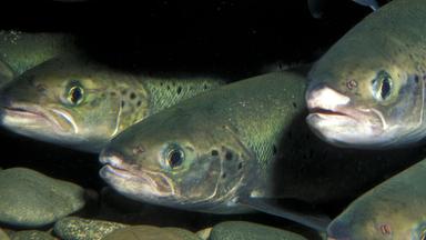 Ein Fischschwarm aus atlantischem Lachs im Meer.