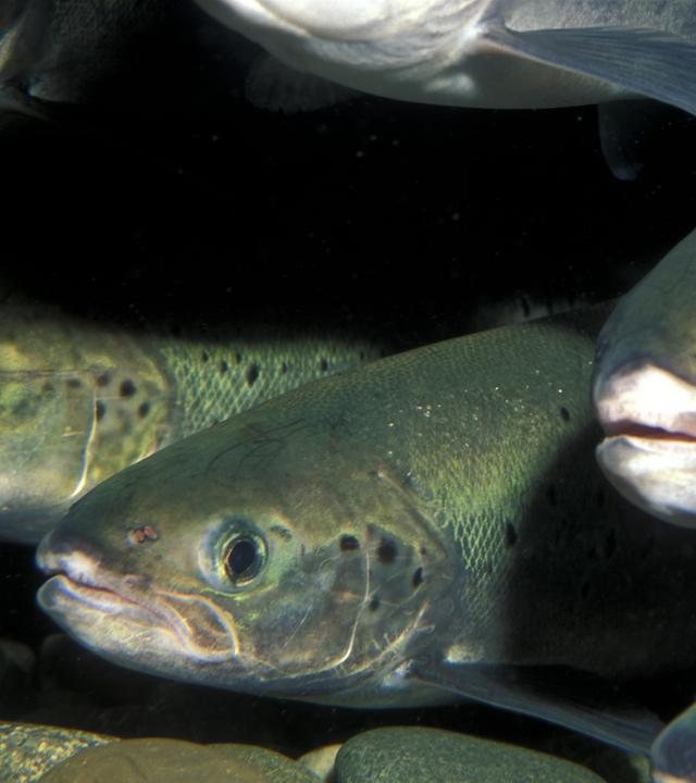 Ein Fischschwarm aus atlantischem Lachs im Meer.