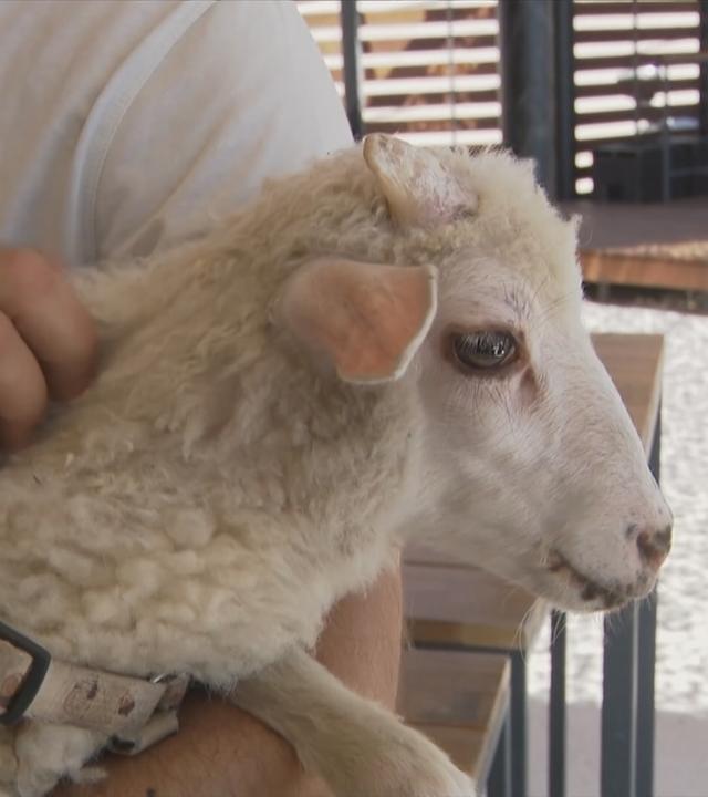 Lämmchen Toto