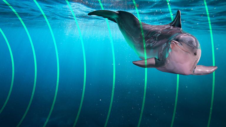 Lärm Nordsee Terra X plus