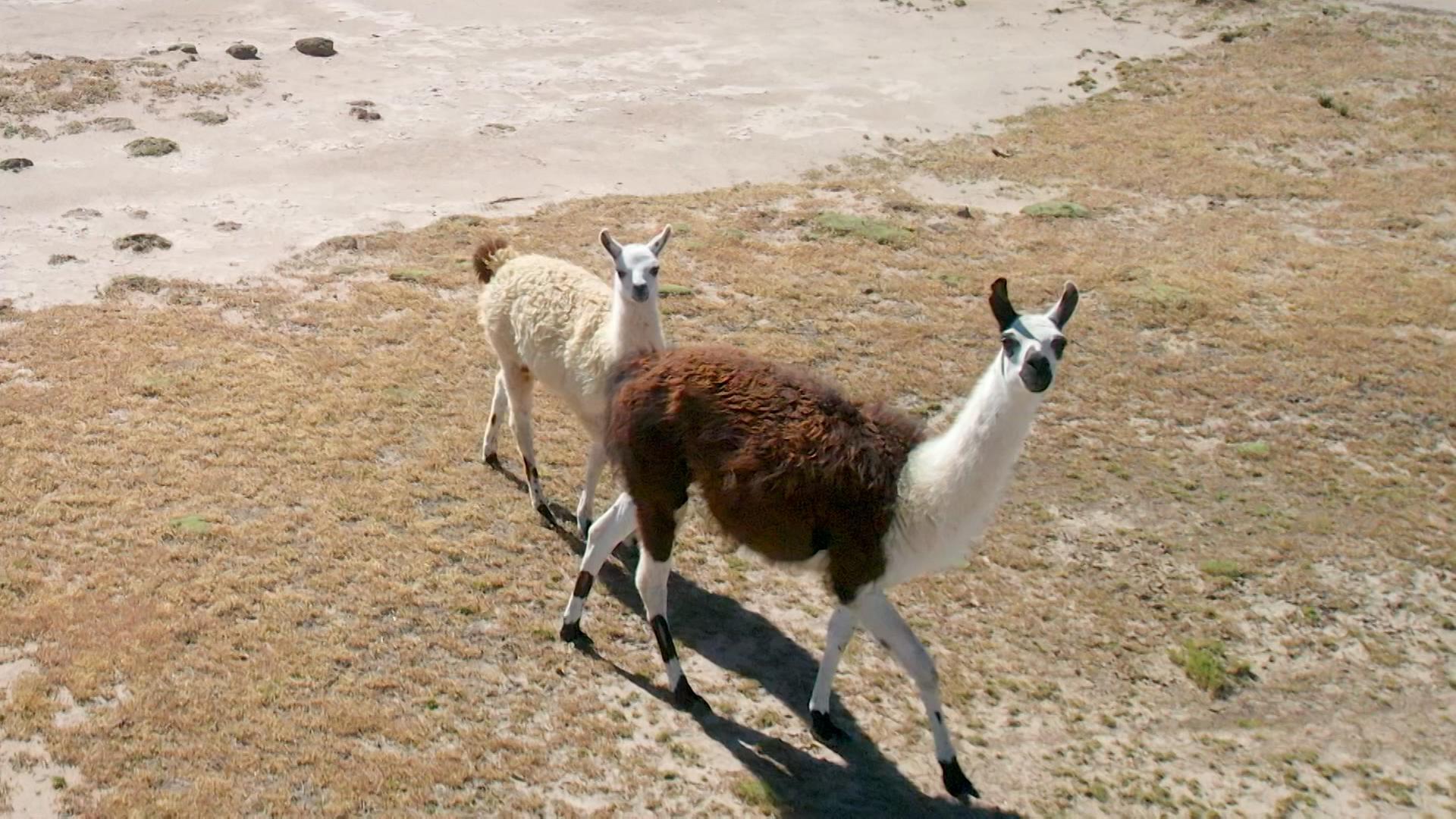 Lamas auf einer Weide