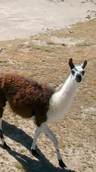 Lamas auf einer Weide
