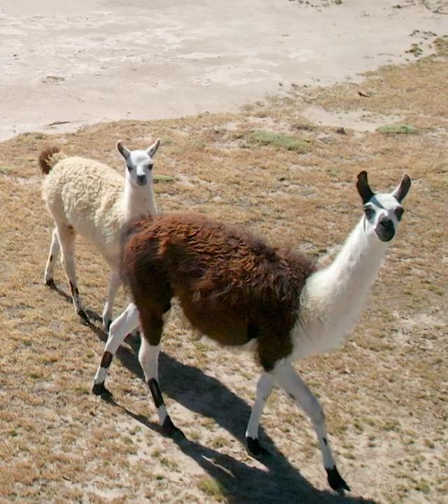 Lamas auf einer Weide