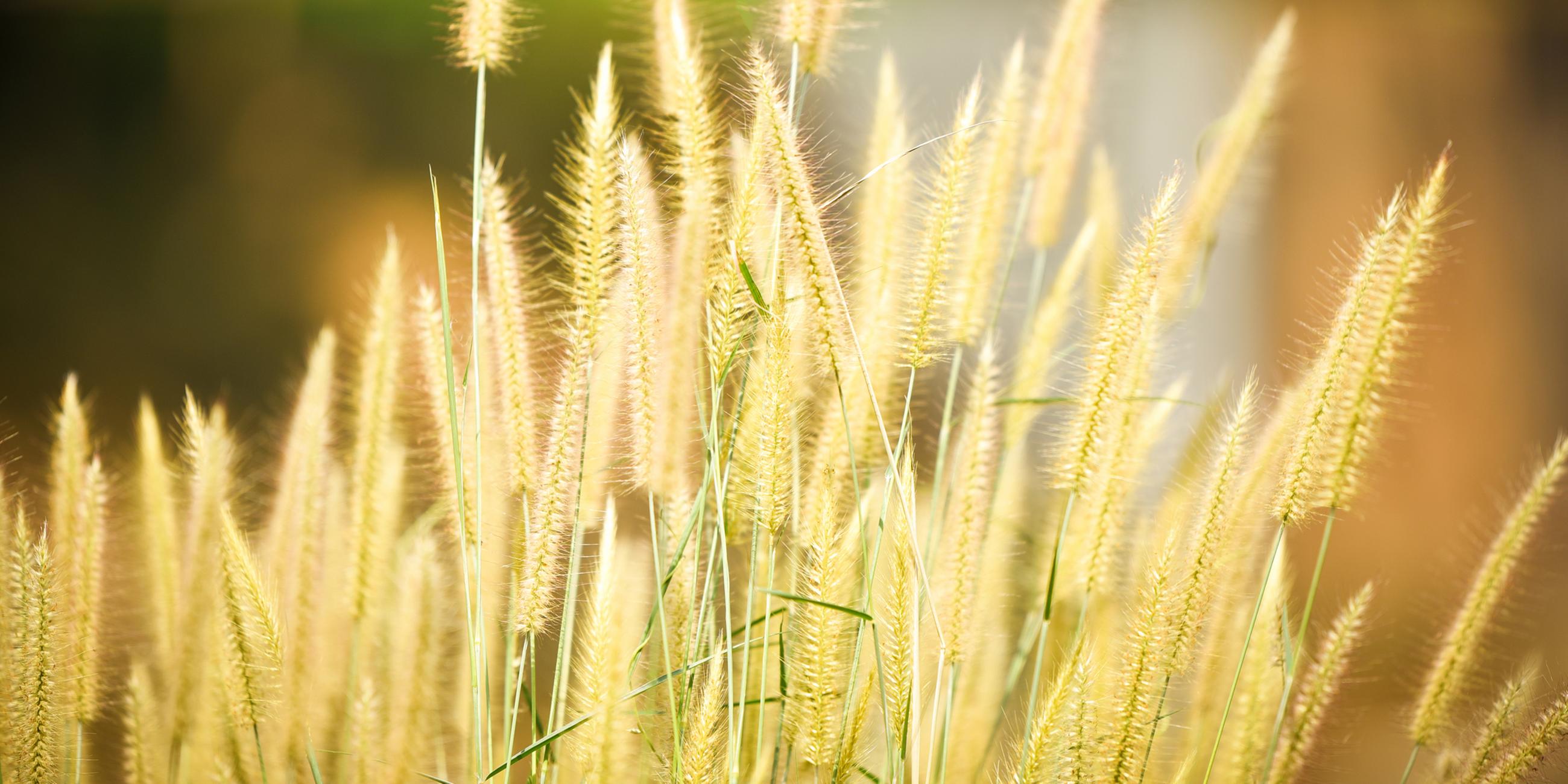 Lampenputzergras Pennisetum pedicellatum