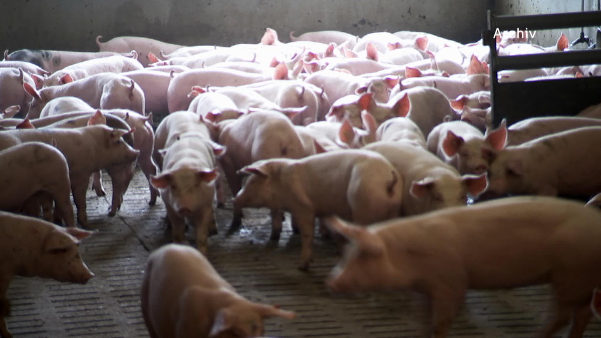 Schweine