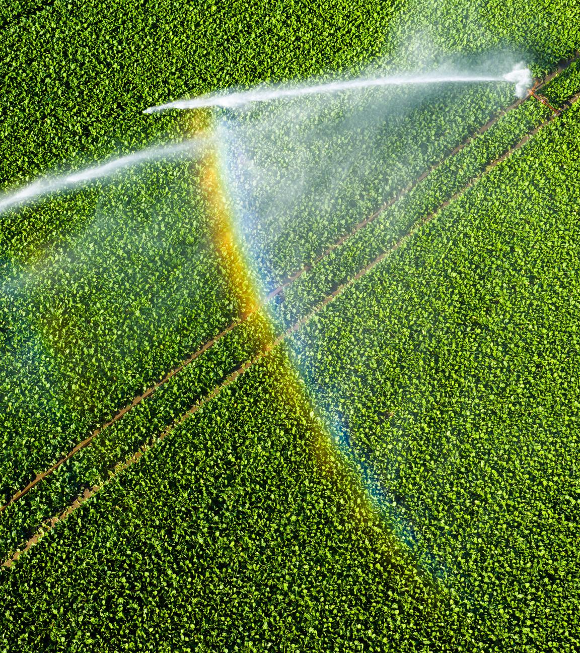 Ein Wassersprenger bewässert ein Feld im Landkreis Peine