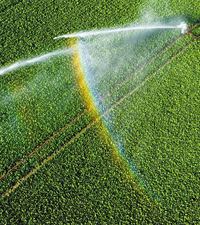 Ein Wassersprenger bewässert ein Feld im Landkreis Peine