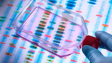 Wissenschaftler betrachtet Zellen in einem Kulturtopf mit einem DNA-Profil auf einem Bildschirm im Hintergrund zur Veranschaulichung der Genbearbeitung.
