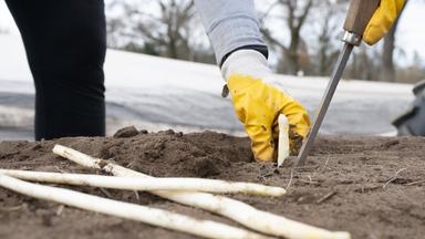 Sachsen, Nieschütz: Eine Erntehelferin sticht auf einem Feld frischen Spargel.