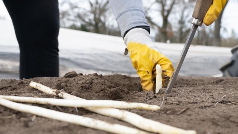Sachsen, Nieschütz: Eine Erntehelferin sticht auf einem Feld frischen Spargel.