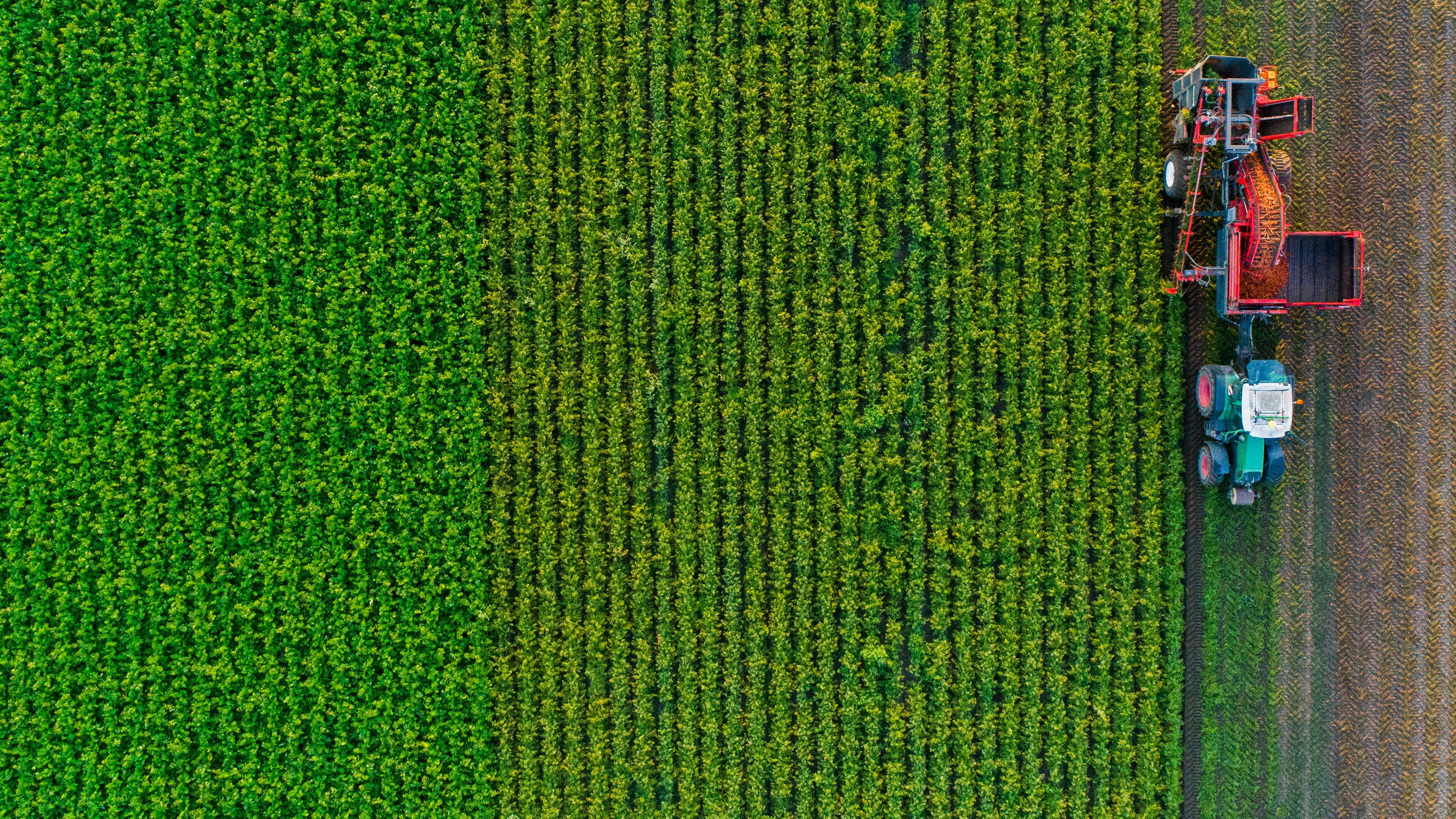 Ein Landwirt erntet Bio-Möhren auf einem Feld 