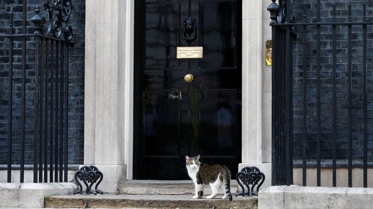 Larry die Katze der Downing Street