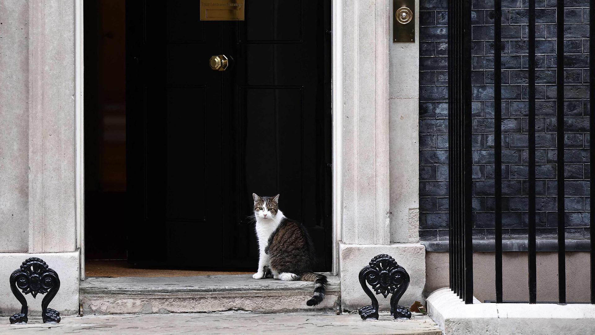 Kater Larry in der Downing Street