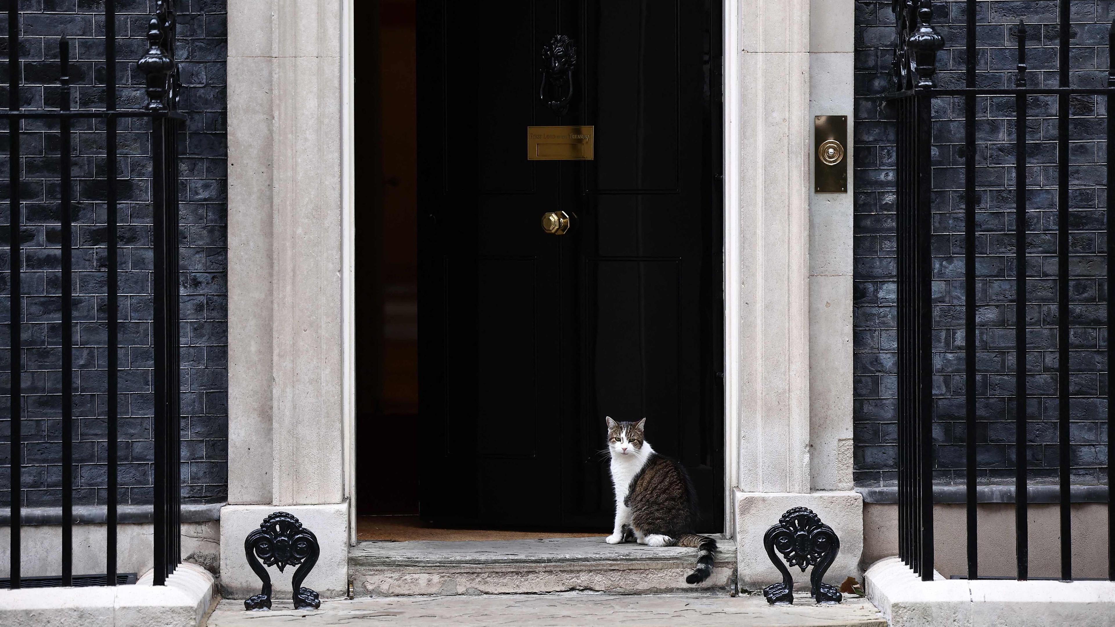 Kater Larry in der Downing Street