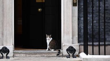 Kater Larry in der Downing Street