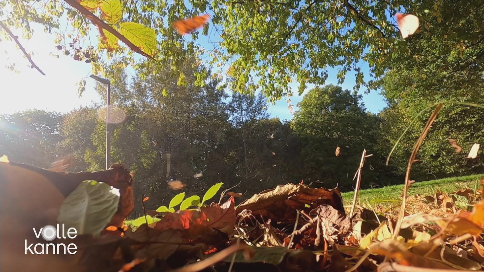 Laub fällt von den Bäumen.