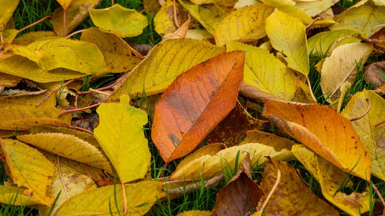 Laub - verwelkte Blätter bedecken eine Rasenfläche