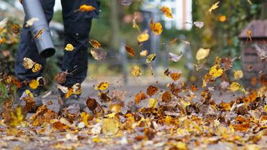 01.11.2023, Hamburg: Ein Laubbläser wirbelt Herbstblätter über den Bürgersteig hinweg.