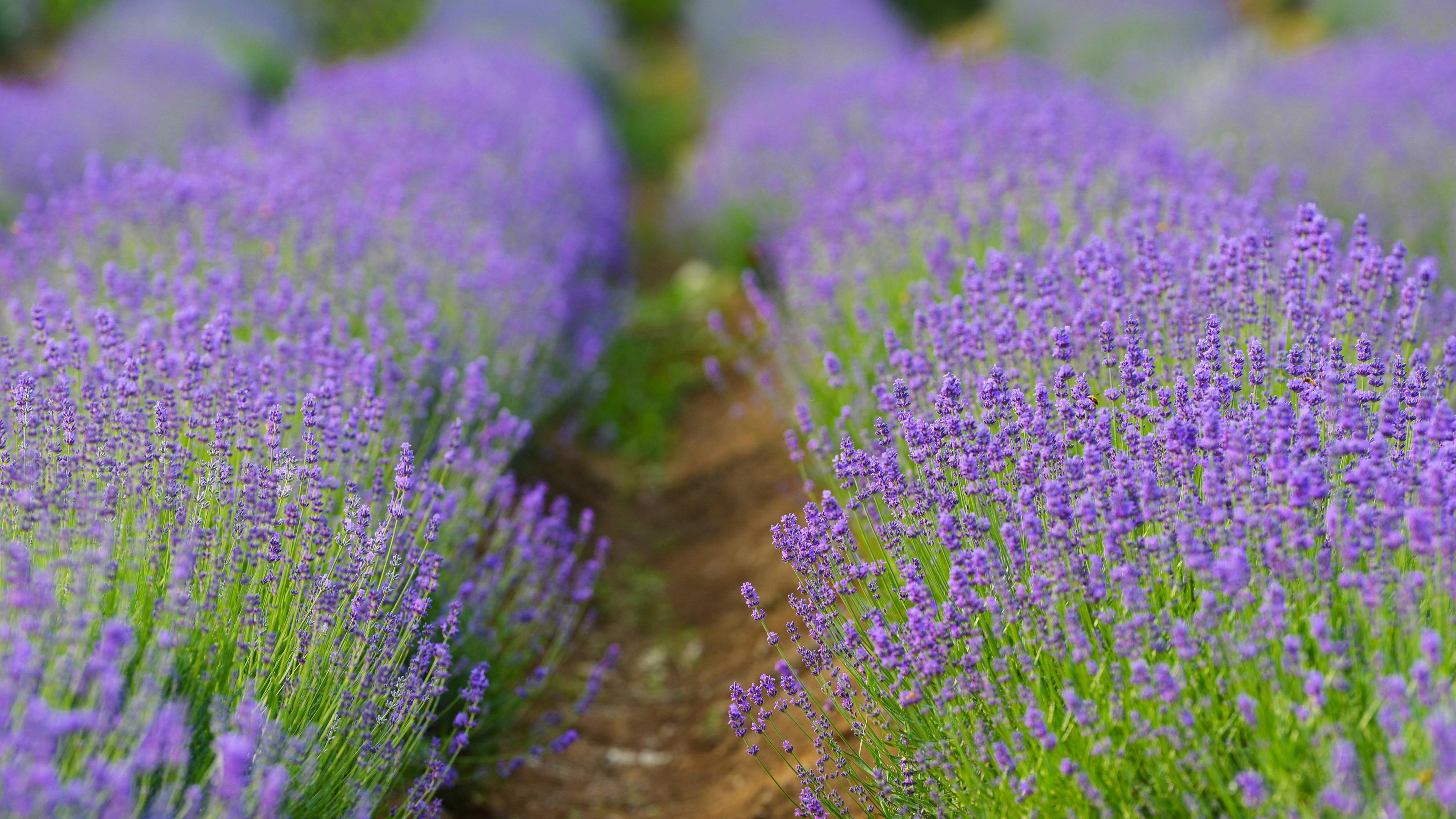 Lavendel