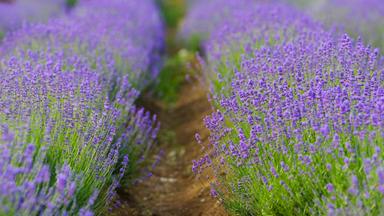Lavendel