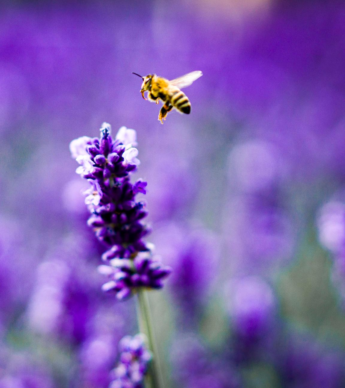 Archiv: Eine Biene landet auf einer Blüte eines Lavendelstrauchs