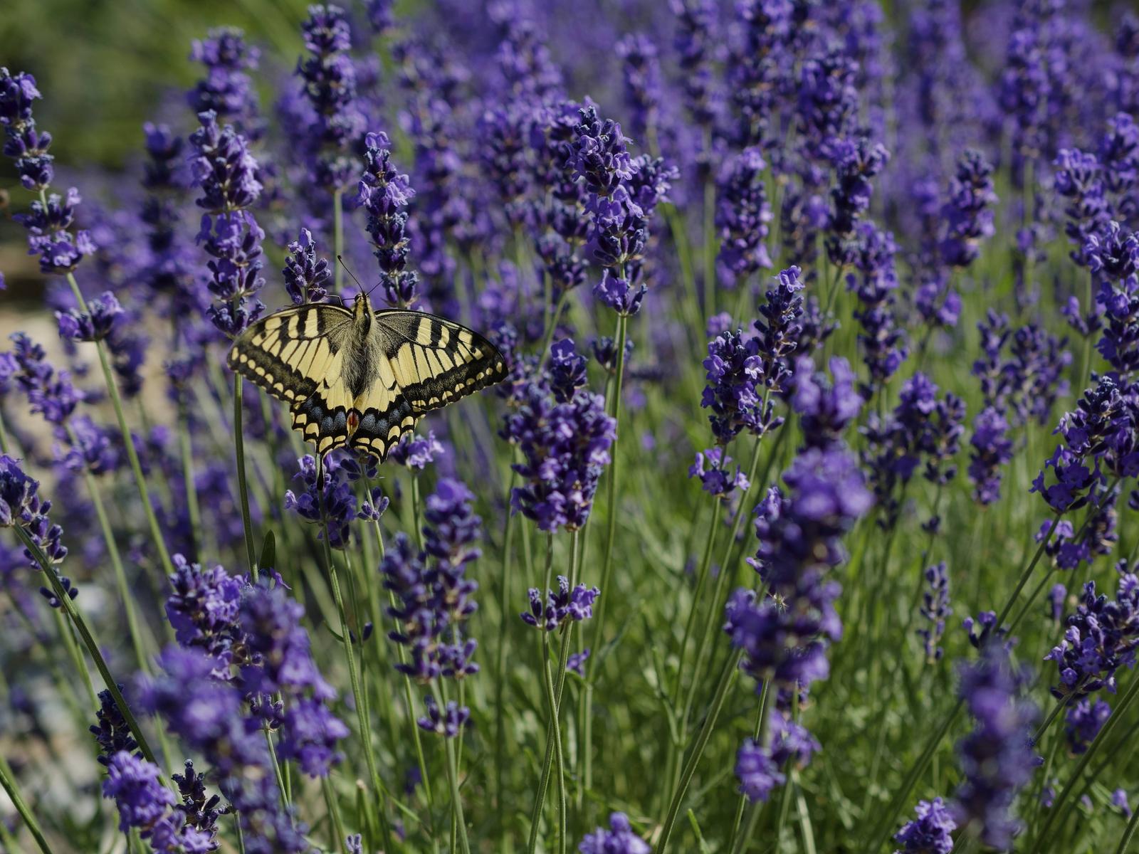 Lavendel richtig schneiden, pflegen und pflanzen
