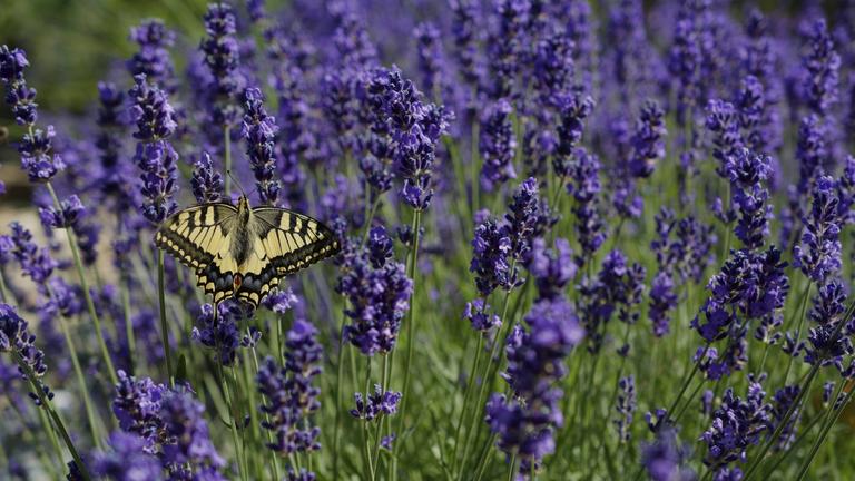 Ein Schwalbenschwanz auf einer Lavendelblüte.