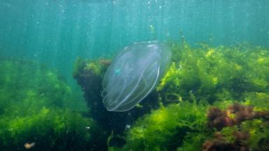 Eine Qualle unter Wasser im Schwarzen Meer.