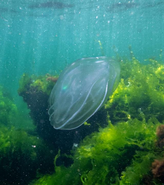 Eine Qualle unter Wasser im Schwarzen Meer.