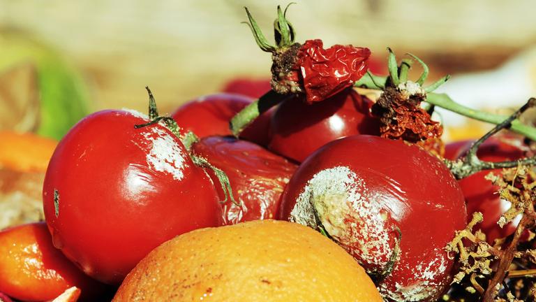 Man sieht verschiedene zum Teil verschimmelte Gemüsesorten auf einem Haufen.