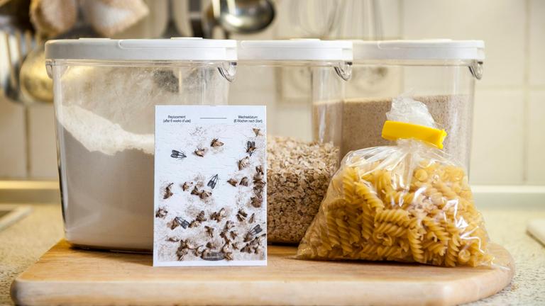 Lebensmittelmotten auf einer Mottenfalle vor mehreren Vorratsdosen und einer Tüte mit Nudeln.