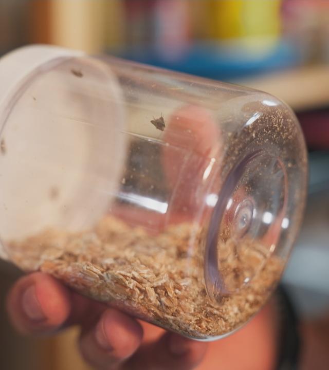 Ein Glas mit Müsli in dem sich eine Lebensmittelmotte aufhält