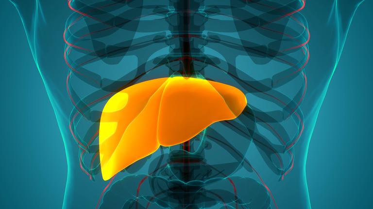 Grafische Darstellung einer Leber