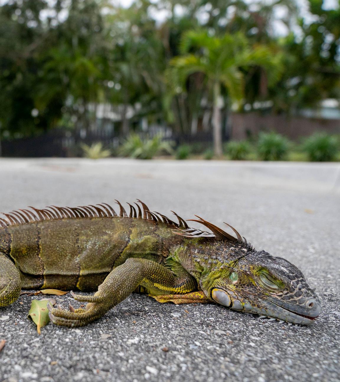 Ein Leguan liegt auf der Straße. Er befindet sic in einer Kältestarre.