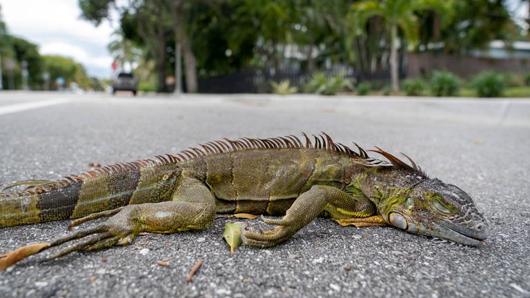 Ein Leguan liegt auf der Straße. Er befindet sic in einer Kältestarre.