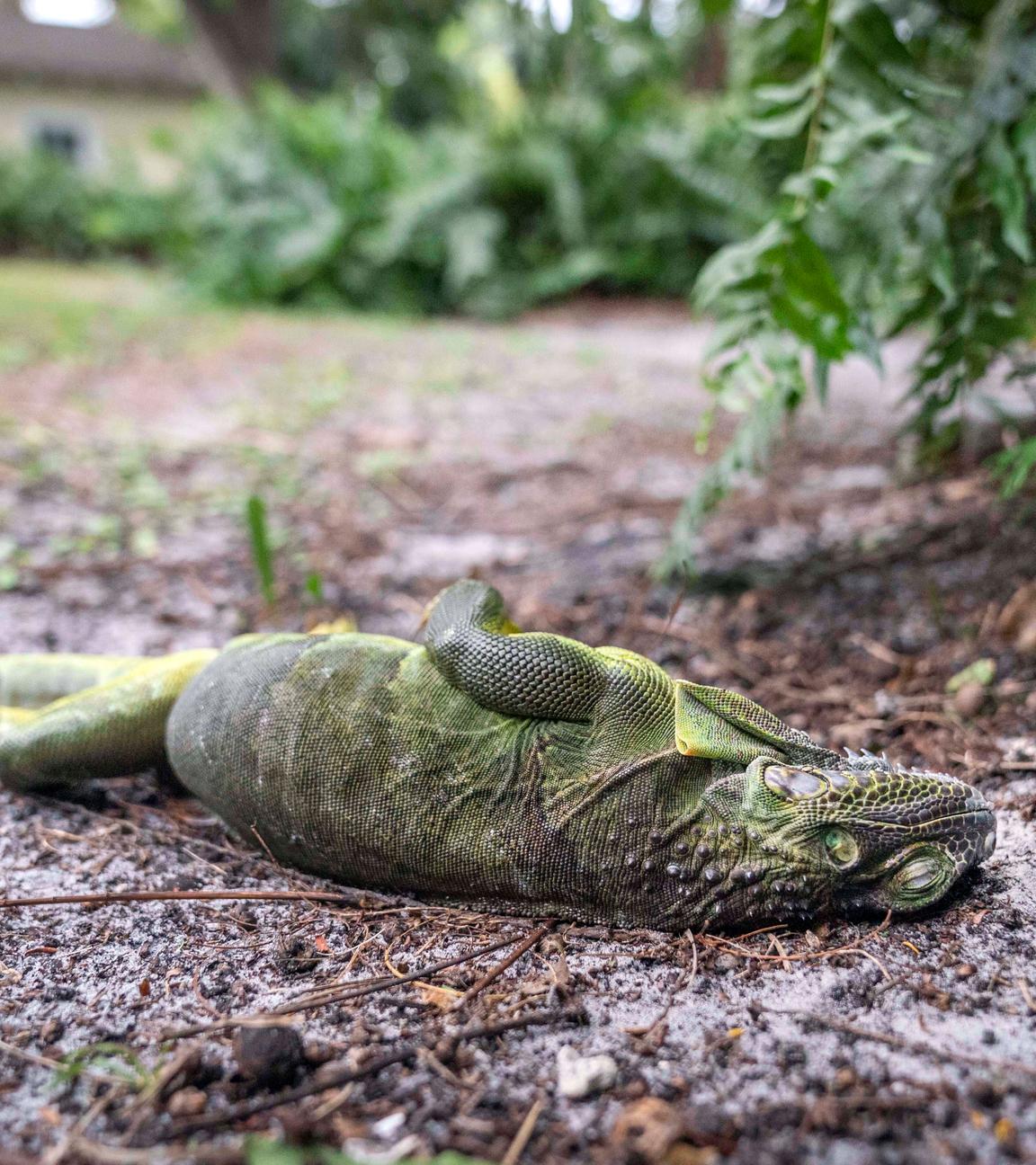 Ein Leguane liegt auf dem Boden und befindet sich in einer Kältestarre.