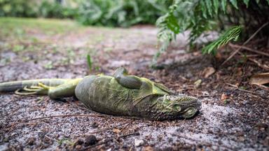 Leguane fallen im Kälteschock von Bäumen